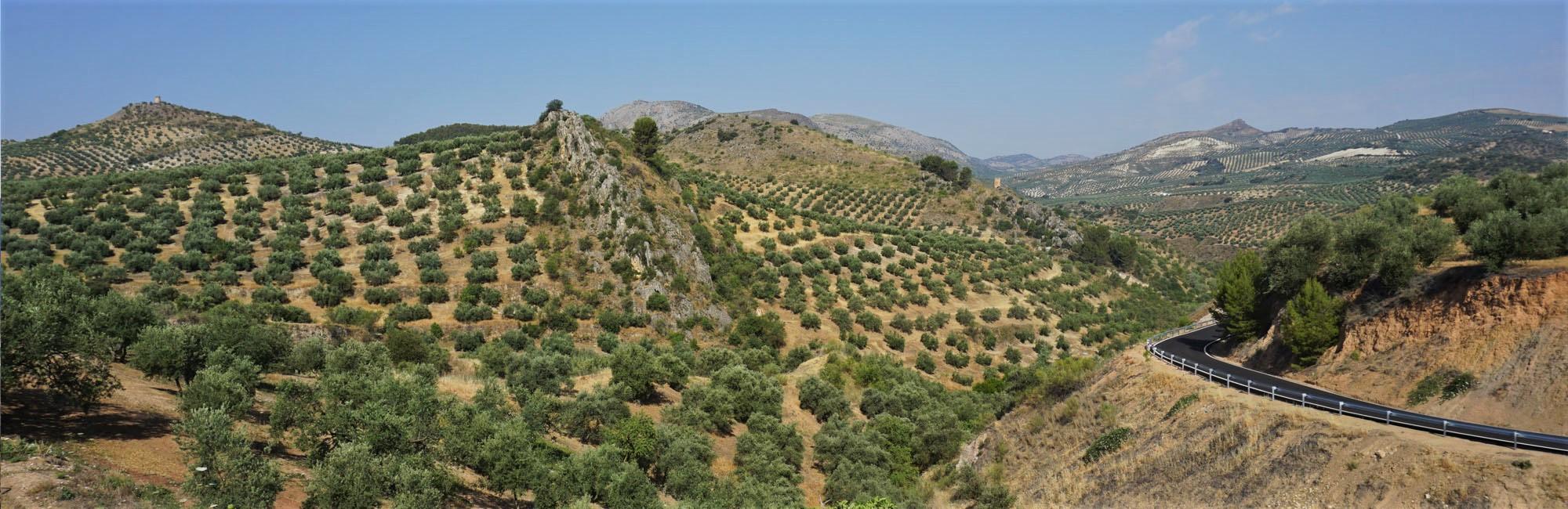 Olive groves in andalucia