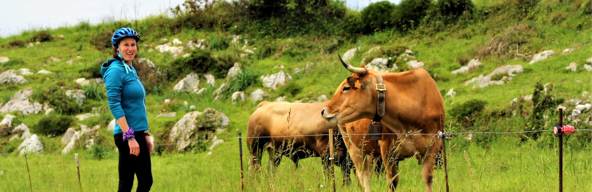 Cyclist and cows in a coastal path in Asturias