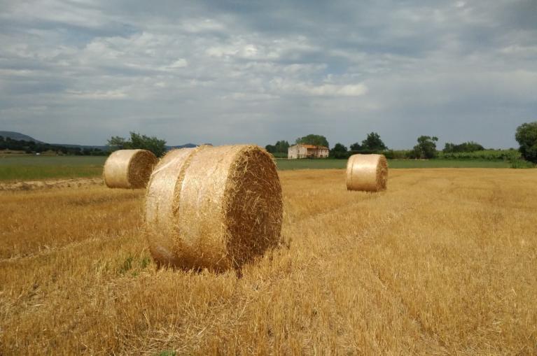 Dry straw fields in the Baix Empordà