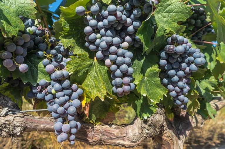 Grapes Rioja wine